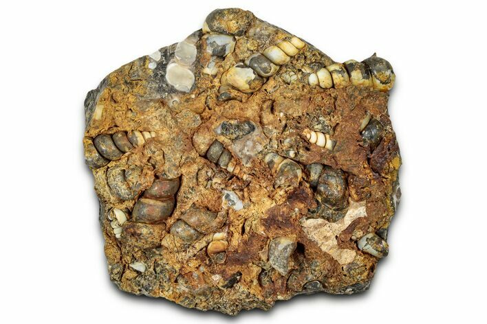 Fossil Freshwater Snails (Elimia) In Limestone - Wyoming #327017